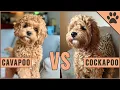 Cavapoo vs Cockapoo - Compare Two Poodle Mix Breeds