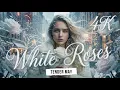Lagu White Roses - Tender May  [Music Video] 4K.