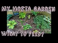 2023 MY HOSTA GARDEN Feeding Growing Tips