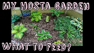 2023 MY HOSTA GARDEN Feeding Growing Tips