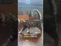 Free products for this new kitten