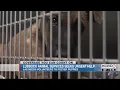 Lubbock animal shelter seeks fosters for puppies