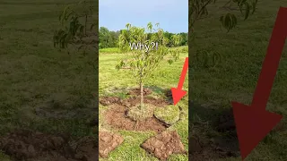 Do THIS to all of your fruit trees