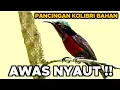 Download Lagu HITUNGAN DETIK PASTI KONIN NYAUT \u0026 GACOR | Pancingan Kolibri Ninja Bahan Agar Bunyi, Terapi Konin