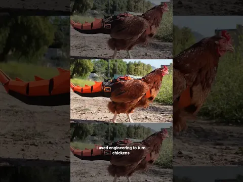 turning chickens back into dinosaurs