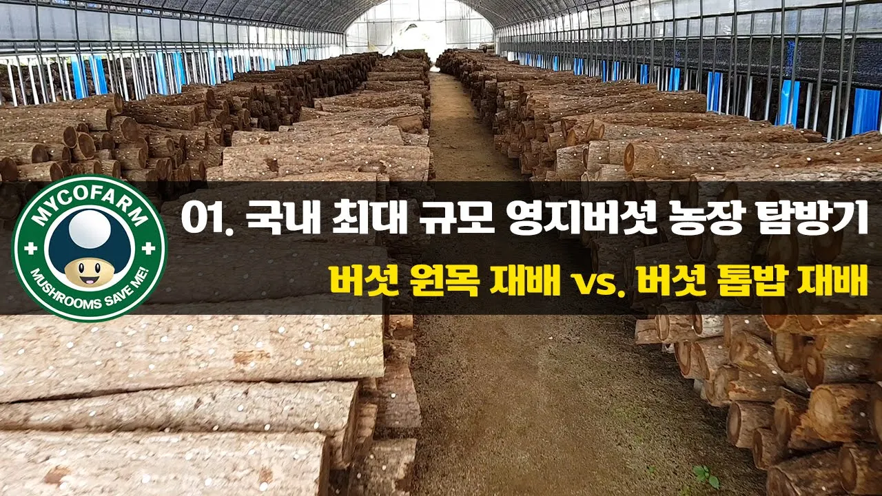 Outline Video [마이코팜] 국내 최대 규모 영지버섯 농장 탐방기 (1/5) - 원목 재배 vs. 톱밥 재배