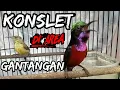 Download Lagu PANCINGAN KONIN KONSLET || konin set beti gacor