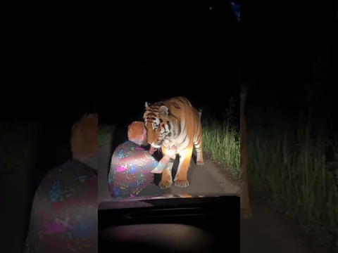 Встреча тигр и лев хаха