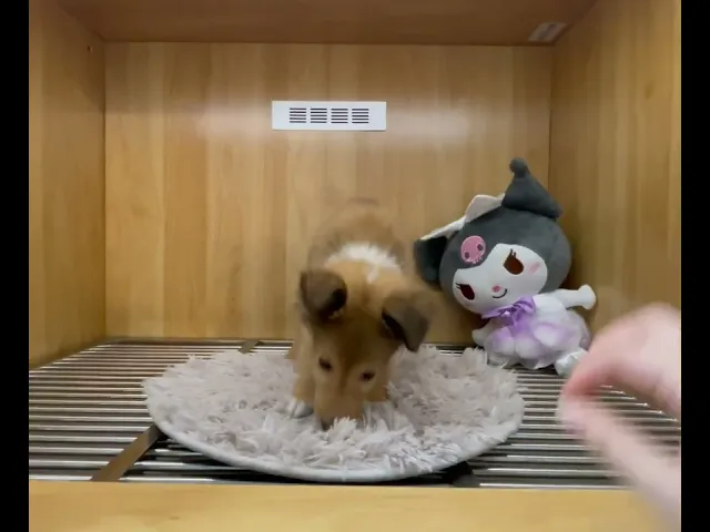 動画
