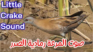 صوت المرعة رمادية الصدر                      دندنها