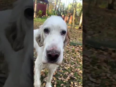 Сегодня у собак хлебный день #лисяо