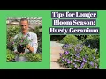 Download Lagu Hardy Geranium: How to Get More Flowers \u0026 ReBlooming
