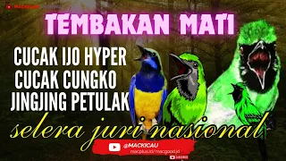 masteran cucak ijo full tembakan kasar mudah masuk jingjing petulak cungko mackicau 