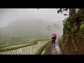 Lagu Begini Suasana Desa Setelah Hujan 🌧️ Walking Menyusuri Sawah \u0026 Sungai Sunyi