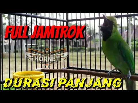 Download MP3 DURASI PANJANG CUCAK IJO ISIAN KAPAS TEMBAK JAMTROK