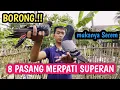 Lagu BORONG‼️Merpati Warna Unik 8 Pasang 