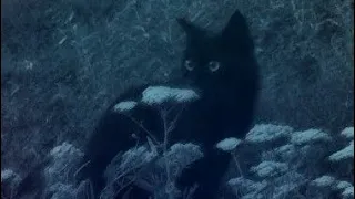 اوفرلايز ما تختلفيش بطيء بدون موسيقى 