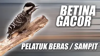 masteran suara pelatuk sampit beras betina gacor speed rapat untuk sogon murai cendet cucak ijo