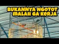 Download Lagu NYETING MURAI LOMBA‼️SEBAIKNYA HINDARI SAJA HAL SEPERTI INI