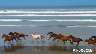 وأعدوا لهم ما استطعتم من قوة ومن رباط الخيل ترهبون به عدو الله وعدوكم   دندنها