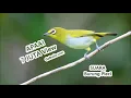 Download Lagu Suara Pleci MP3 - Download Suara Burung Pleci Juara Full Isian Agar Cepat Gacor!