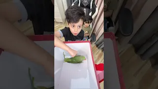 شوفوا شلون الببغاء خلا مجودي يركض مجودي جودي نت Iraq 