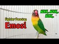 Lagu Lovebird Gacor Ngekek Panjang KOEK KOEK Bikin PANAS, Sekali Pancing Langsung EMOSI