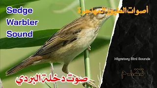 صوت دخلة البردي Sedge Warbler Sound  صوت دخلة البردي Sedge Warbler Sound