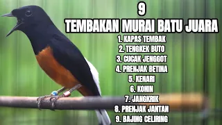 9 tembakan murai batu juara