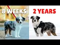 Watch My Puppy Grow Mini Australian Shepherd