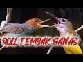 Lagu MASTERAN ROLL TEMBAK YANG BENAR ❗ Prenjak – Cililin – Kenari – Pijantung - Kapas tembak