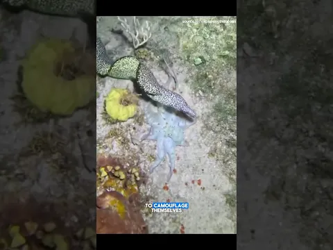 Octopush camuflage #wildlife
