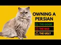 Owning a Persian Cat The Good The Bad The Ugly