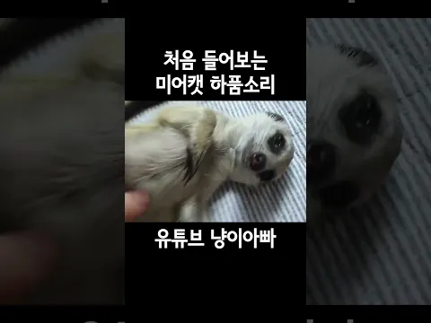 처음 들어보는 미어캣 하품소리