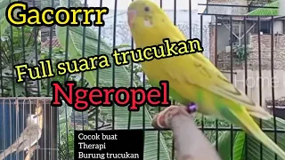 Download Burung parkit gacor | full isian | ropel MP3