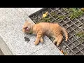 Download Lagu Meisje redt stervende kat van hondenbeet, minuten later gebeurt er iets ongelooflijks