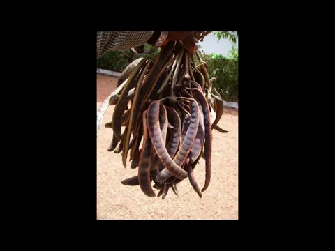Le néré ou Caroubier africain (Parkia biglobosa)