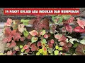 PAKET KELADI KUNING TERBARU SAMPAI INDUKAN RUMPUN