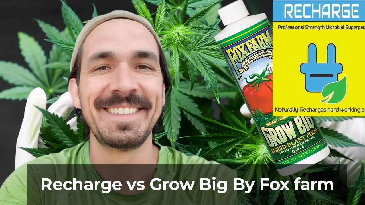 Recharge vs Grow Big By Fox farm