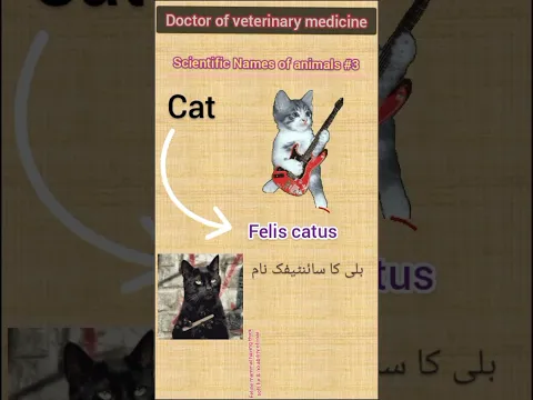 Download MP3 Cat scientific name || DVM ||