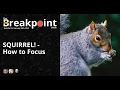 Episode 013 - SQUIRREL