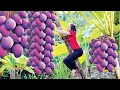 Download Lagu Harvesting 1000+ GIANT Purple Mangoes – Sweet Exotic Mango Harvest from the Farm!