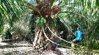 Download Hajar bosque ‼️kali ini panen raya buah sawit banyak masak|panen sawit yangambi MP3