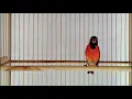 Red Siskin Berisik Ngomel Tanpa Jeda
