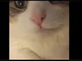 Cute Cat