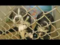 Cattaraugus County SPCA looking to raise 6 million for critical renovations to stay open