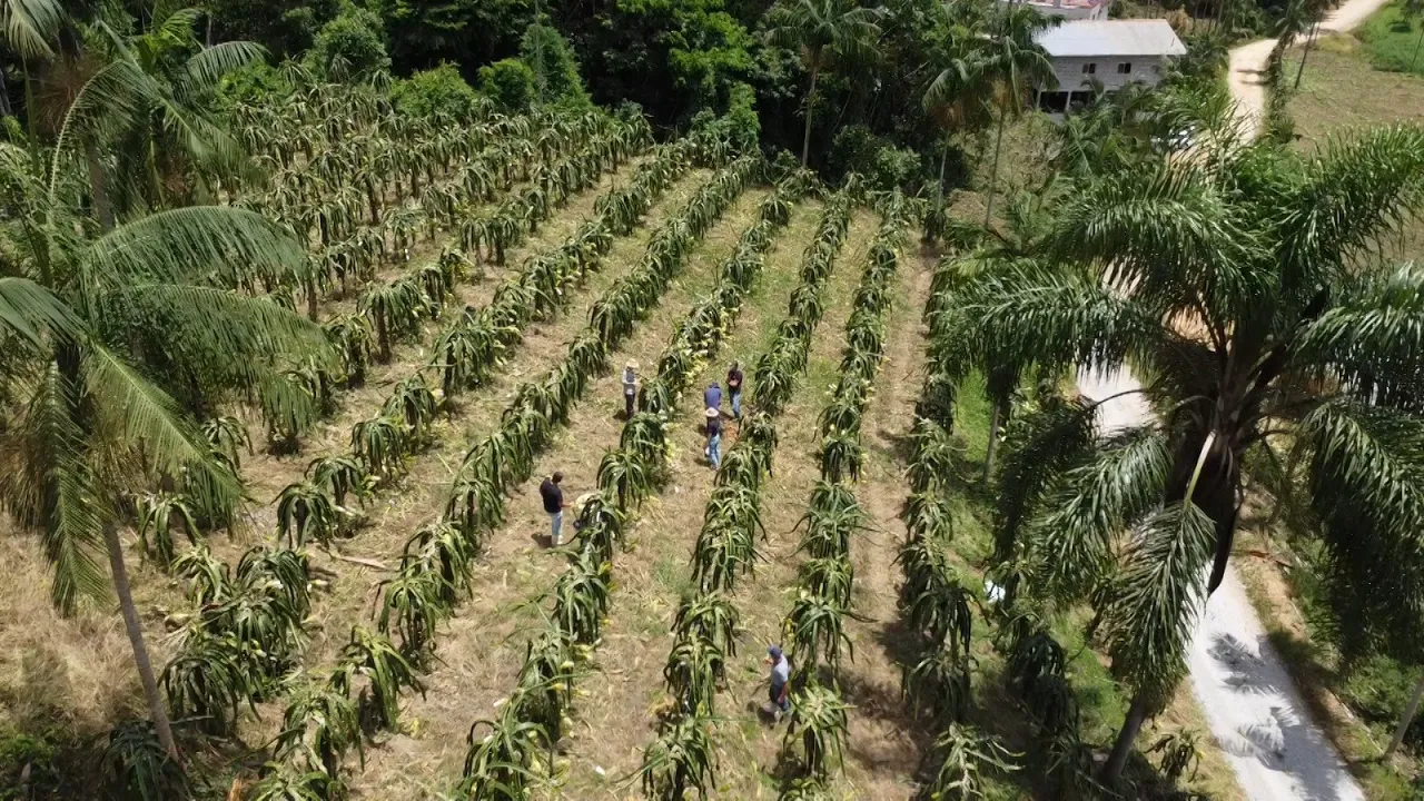 Agro, Saúde e Cooperação - SPDH: Plantio Direto em Hortaliças
