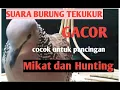 Download Lagu SUARA BURUNG TEKUKUR || 100% AMPUH UNTUK PANCINGAN || MIKAT DAN HUNTING