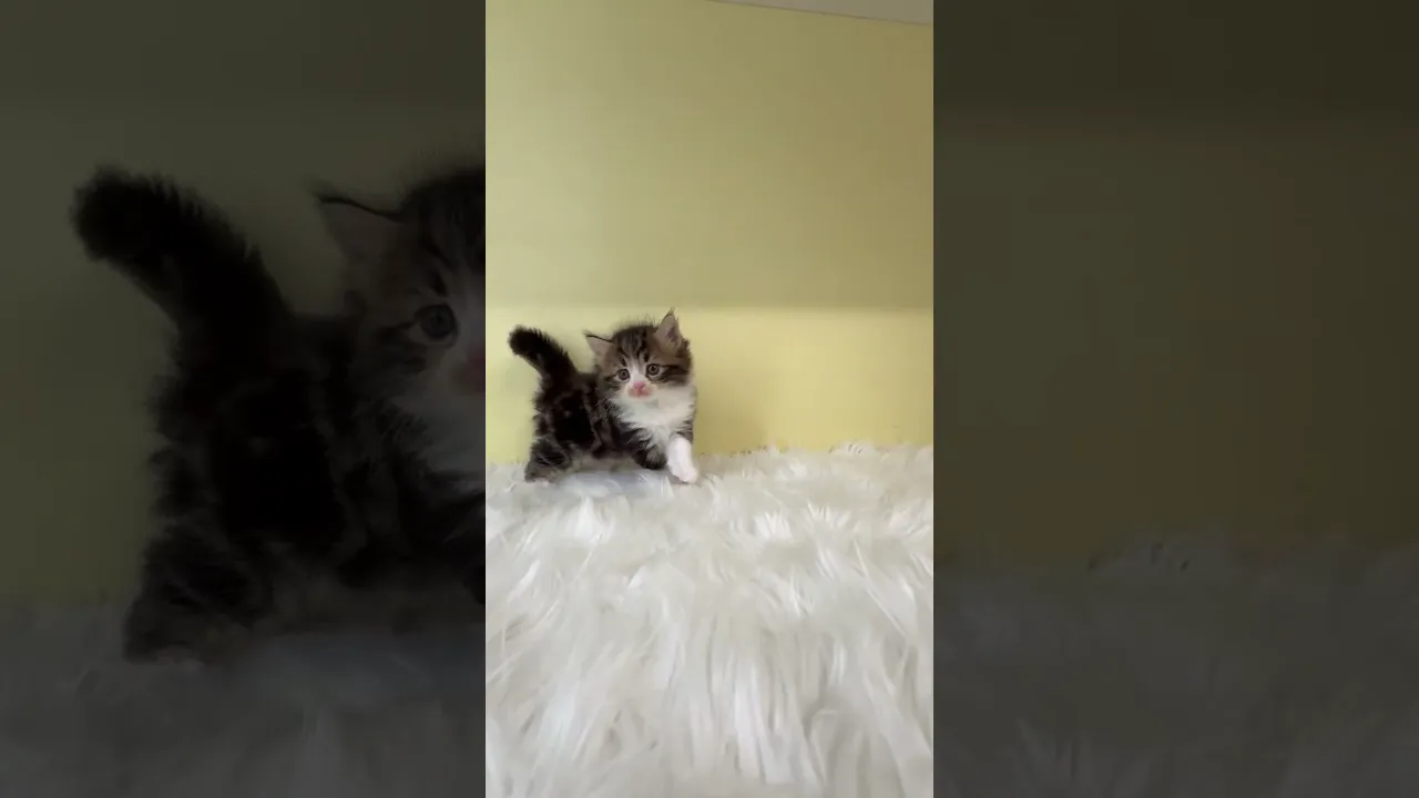 動画