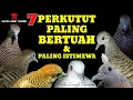 Download Lagu 7 Perkutut paling bertuah \u0026 paling istimewa